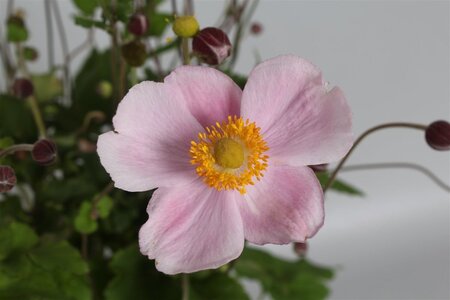 Anemone hyb. 'Richard Ahrens' geen maat specificatie 0,55L/P9cm