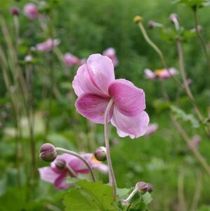 Anemone hyb. 'Richard Ahrens' geen maat specificatie 0,55L/P9cm - afbeelding 3