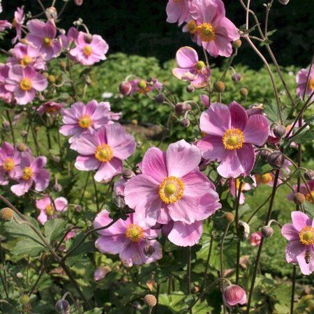 Anemone hyb. 'Rosenschale' geen maat specificatie 0,55L/P9cm - afbeelding 1