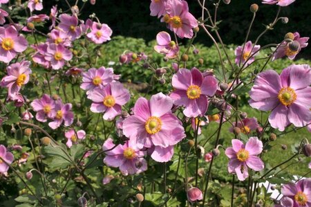 Anemone hyb. 'Rosenschale' geen maat specificatie 0,55L/P9cm - afbeelding 2