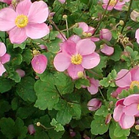 Anemone hupehensis geen maat specificatie 0,55L/P9cm