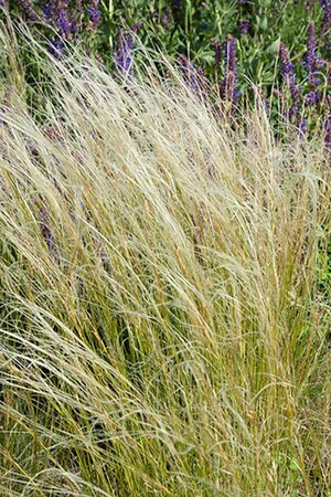 Anemanthele lessoniana geen maat specificatie 0,55L/P9cm