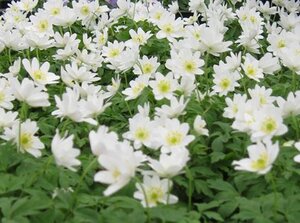 Anemone nem. 'Hilda' geen maat specificatie 0,55L/P9cm