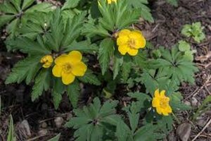 Anemone ranunculoides geen maat specificatie 0,55L/P9cm
