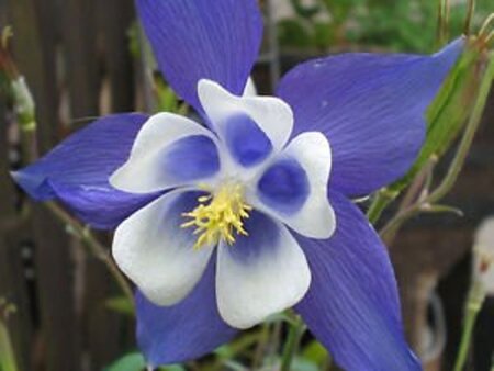 Aquilegia caerulea geen maat specificatie 0,55L/P9cm