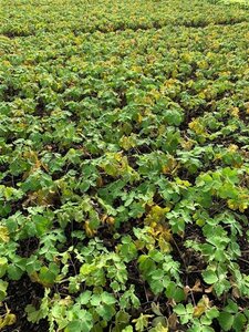 Aquilegia 'Spring Magic Blue White' geen maat specificatie 0,55L/P9cm