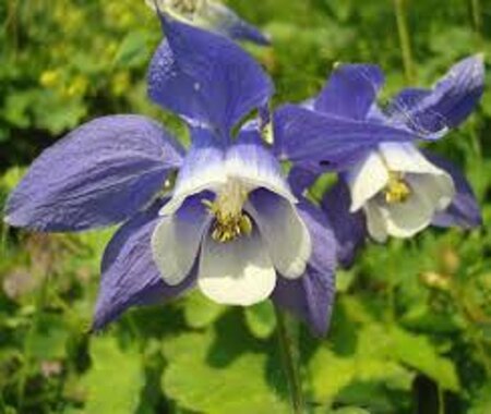 Aquilegia 'Spring Magic Blue White' geen maat specificatie 0,55L/P9cm - afbeelding 1