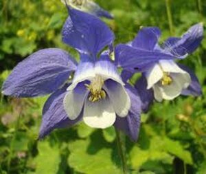 Aquilegia 'Spring Magic Blue White' geen maat specificatie 0,55L/P9cm - afbeelding 1