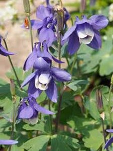 Aquilegia 'Spring Magic Blue White' geen maat specificatie 0,55L/P9cm - afbeelding 2