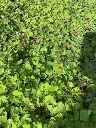 Aquilegia 'S. Magic Rose and White' geen maat specificatie 0,55L/P9cm