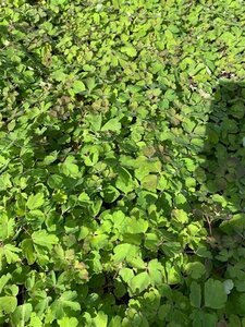 Aquilegia 'S. Magic Rose and White' geen maat specificatie 0,55L/P9cm