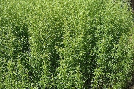 Artemisia dracunculus geen maat specificatie 0,55L/P9cm