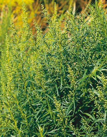 Artemisia dracunculus geen maat specificatie 0,55L/P9cm - afbeelding 2