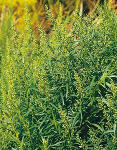 Artemisia dracunculus geen maat specificatie 0,55L/P9cm - afbeelding 2