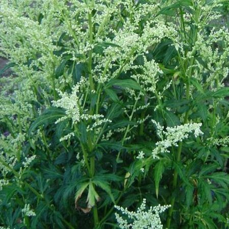 Artemisia lactiflora geen maat specificatie 0,55L/P9cm