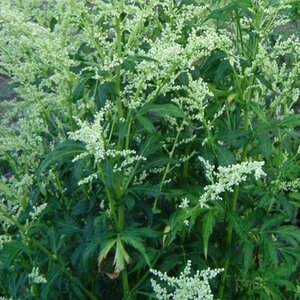 Artemisia lactiflora geen maat specificatie 0,55L/P9cm