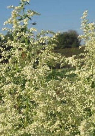 Artemisia lactiflora 'Elfenbein' geen maat specificatie 0,55L/P9cm