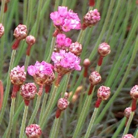 Armeria mar. 'Rubrifolia' geen maat specificatie 0,55L/P9cm