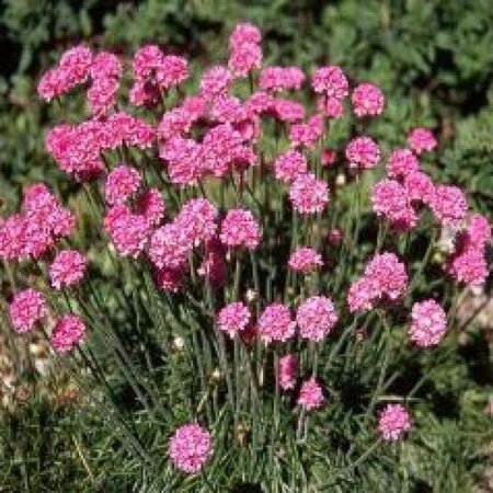 Armeria mar. 'Splendens Perfecta' geen maat specificatie 0,55L/P9cm