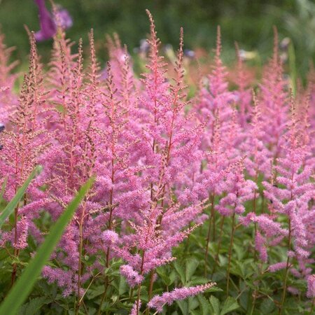 Astilbe (A) 'Amethyst' geen maat specificatie 0,55L/P9cm
