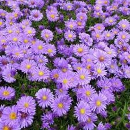 Aster (D) 'Augenweide' geen maat specificatie 0,55L/P9cm - afbeelding 1