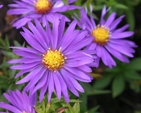 Aster (D) 'Augenweide' geen maat specificatie 0,55L/P9cm - afbeelding 2