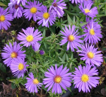 Aster (D) 'Augenweide' geen maat specificatie 0,55L/P9cm - afbeelding 3