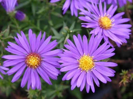 Aster (D) 'Augenweide' geen maat specificatie 0,55L/P9cm - afbeelding 4