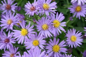 Aster (D) 'Blauer Gletscher' geen maat specificatie 0,55L/P9cm - afbeelding 1