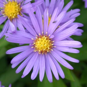Aster (D) 'Blauer Gletscher' geen maat specificatie 0,55L/P9cm - afbeelding 2