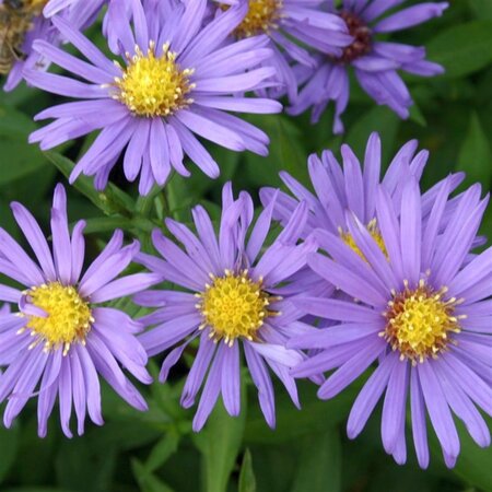 Aster (D) 'Blauer Gletscher' geen maat specificatie 0,55L/P9cm - afbeelding 3