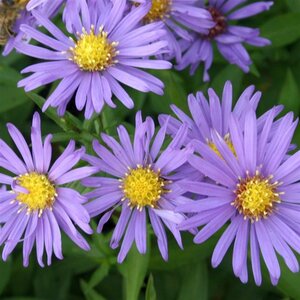 Aster (D) 'Blauer Gletscher' geen maat specificatie 0,55L/P9cm - afbeelding 3