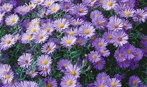 Aster (D) 'Blauer Gletscher' geen maat specificatie 0,55L/P9cm