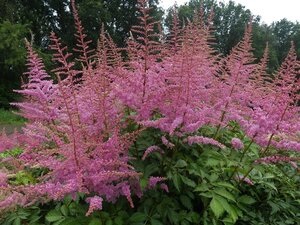 Astilbe (A) 'Cattleya' geen maat specificatie 0,55L/P9cm