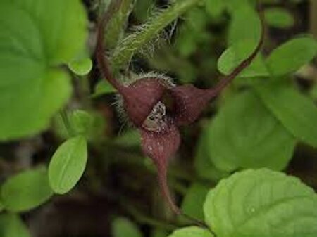 Asarum caudatum geen maat specificatie 0,55L/P9cm