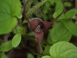 Asarum caudatum geen maat specificatie 0,55L/P9cm