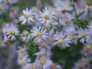 Aster cordifolius 'Photograph' geen maat specificatie 0,55L/P9cm