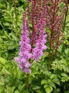 Astilbe c. 'Purpurkerze' geen maat specificatie 0,55L/P9cm