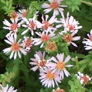Aster ericoides 'Lovely' geen maat specificatie 0,55L/P9cm - afbeelding 1