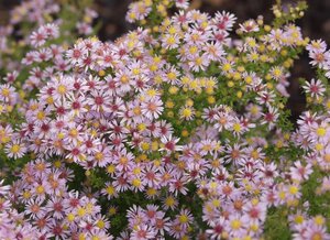 Aster ericoides 'Lovely' geen maat specificatie 0,55L/P9cm - afbeelding 4