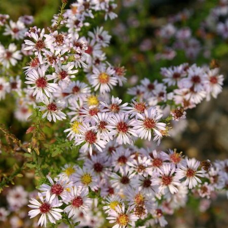 Aster ericoides 'Lovely' geen maat specificatie 0,55L/P9cm - image 2