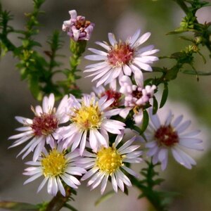 Aster ericoides 'Lovely' geen maat specificatie 0,55L/P9cm - image 3