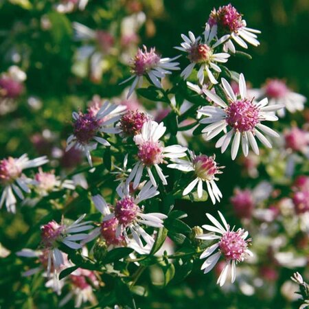 Aster l. 'Lady in Black' geen maat specificatie 0,55L/P9cm - afbeelding 1