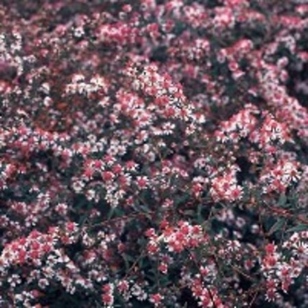 Aster l. 'Lady in Black' geen maat specificatie 0,55L/P9cm - image 2