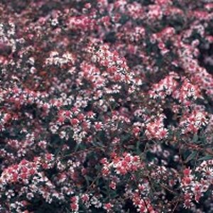 Aster l. 'Lady in Black' geen maat specificatie 0,55L/P9cm - image 2