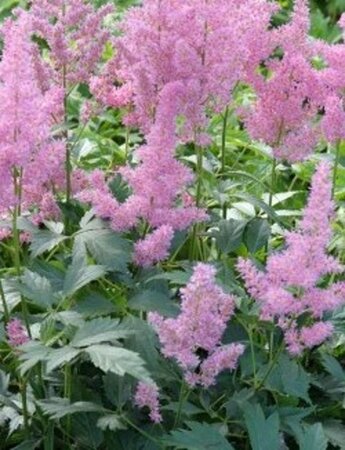 Astilbe (J) 'Mainz' geen maat specificatie 0,55L/P9cm - afbeelding 1