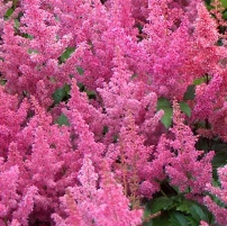 Astilbe (J) 'Mainz' geen maat specificatie 0,55L/P9cm - image 2