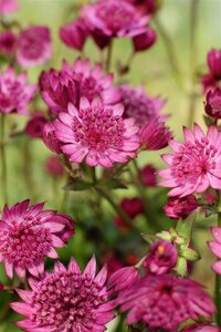 Astrantia maj. Cerise Button geen maat specificatie 0,55L/P9cm - afbeelding 1