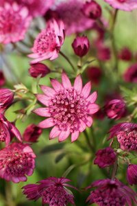Astrantia maj. Cerise Button geen maat specificatie 0,55L/P9cm - afbeelding 2