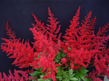 Astilbe (J) 'Montgomery' geen maat specificatie 0,55L/P9cm - afbeelding 1